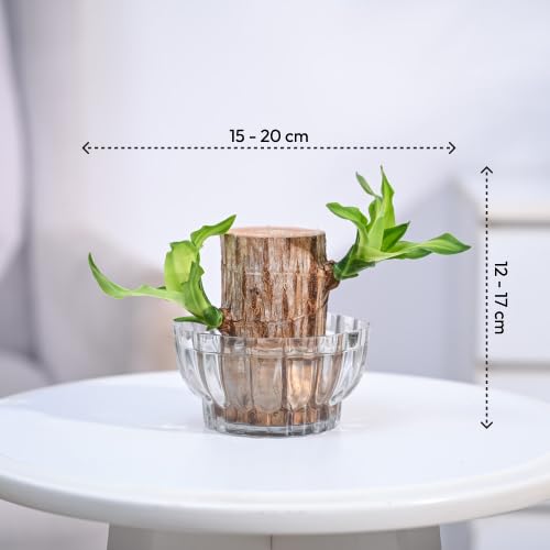 ViralZone™ Green Lucky Brazil Wood Potted Plant (Brown)