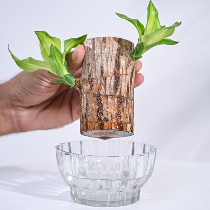 ViralZone™ Green Lucky Brazil Wood Potted Plant (Brown)