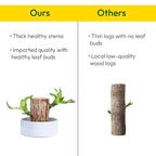 ViralZone™ Green Lucky Brazil Wood Potted Plant (Brown)