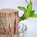 ViralZone™ Green Lucky Brazil Wood Potted Plant (Brown)